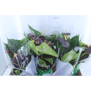 ANTHURIUM BLACK QUEEN P17