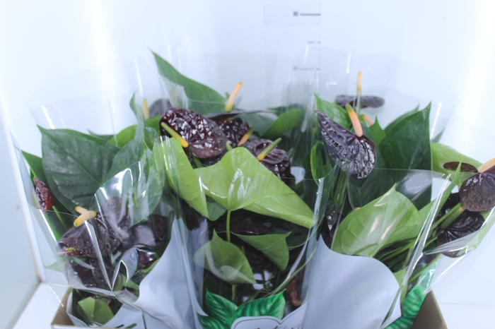 ANTHURIUM BLACK QUEEN P17