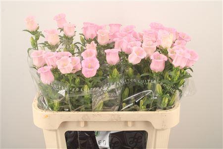 <h4>Campanula Med Pearl Pink</h4>