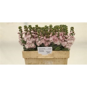Matthiola Centum Pink