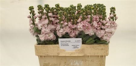 <h4>Matthiola Centum Pink</h4>