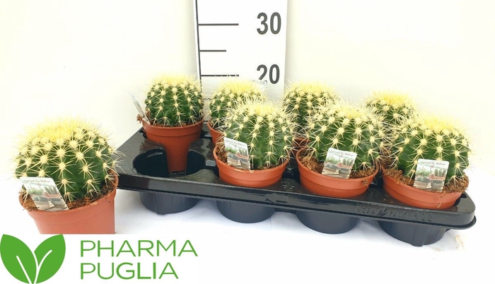 <h4>ECHINOC GRUSONII</h4>