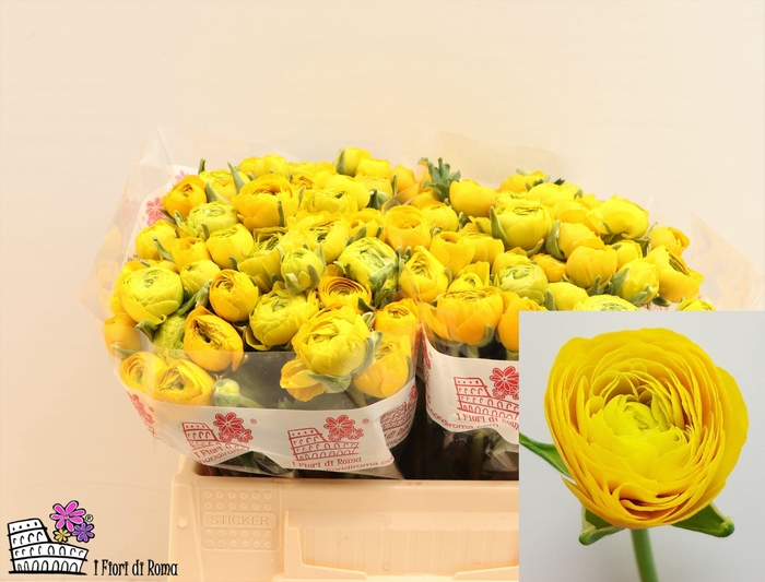 <h4>RAN EL YELLOW</h4>