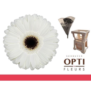 Gerbera White House Water / Hoes