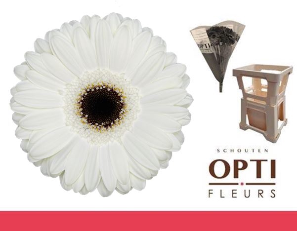 <h4>Gerbera White House Water</h4>