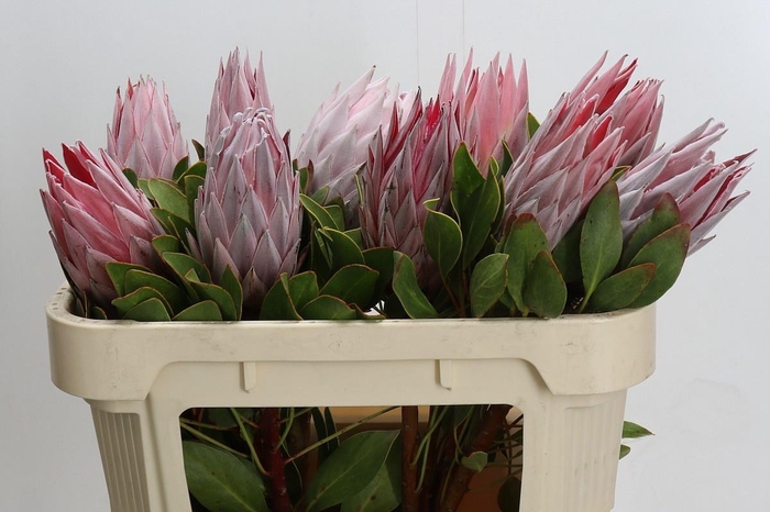 <h4>PROTEA CYNAROIDES</h4>