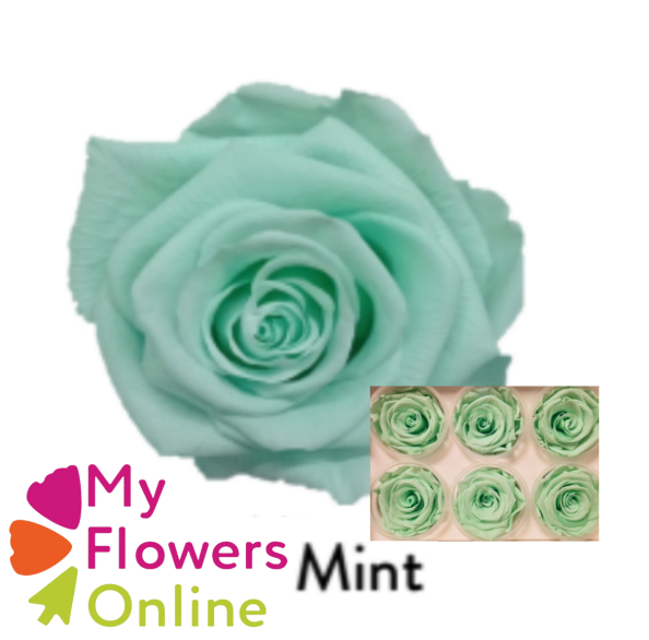 <h4>Roses Éternelles Vert Mint x6</h4>