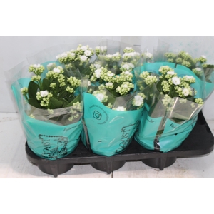 KAL. DOBRADO P15 BRANCO