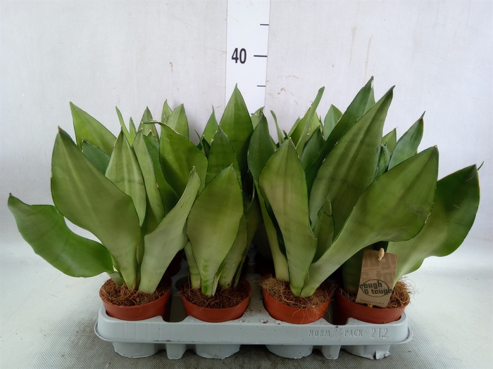 Sansevieria trifa. 'Moonshine'