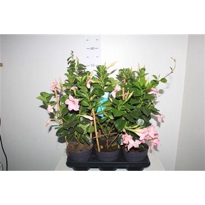 Mande Sun White&pink