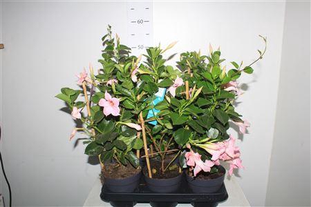 <h4>Mande Sun White&pink</h4>