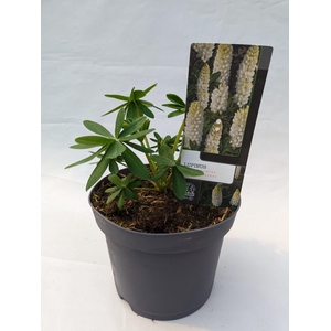 Lupinus 'West Country' Polar Princess - 23 cm