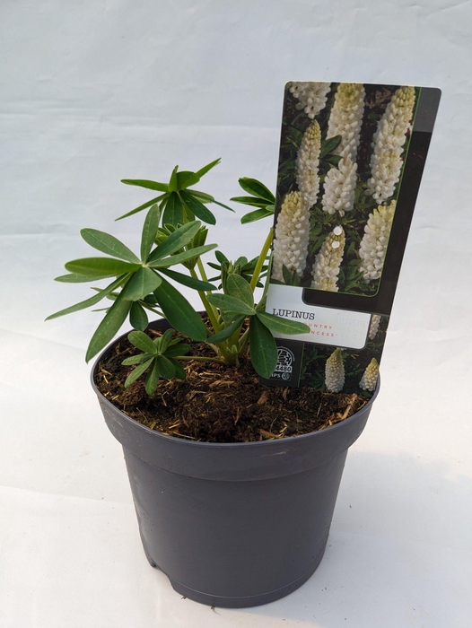 <h4>Lupinus 'West Country' Polar Princess - 23 cm</h4>