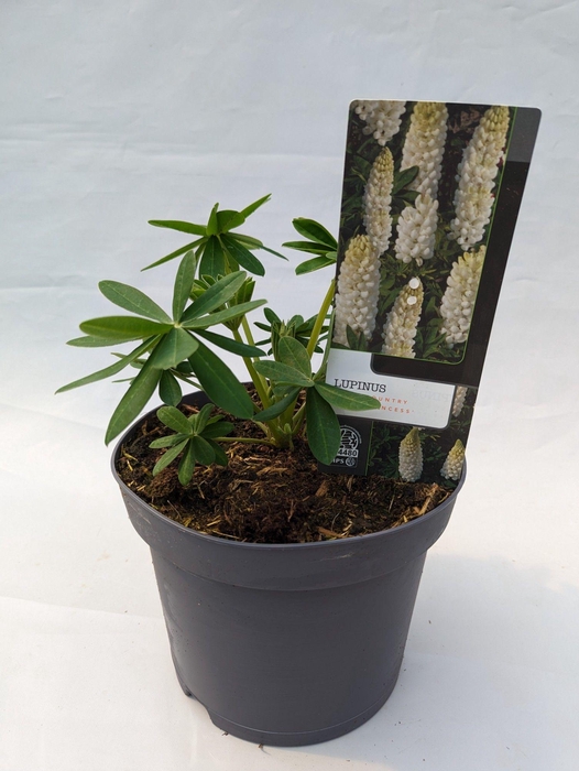 <h4>Lupinus 'West Country' Polar Princess - 23 cm</h4>