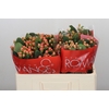 Hypericum Mellow Romance