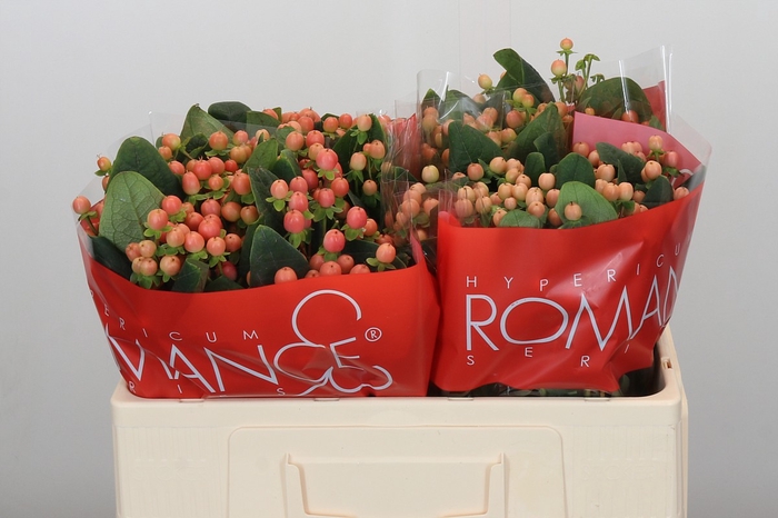 <h4>Hypericum Mellow Romance</h4>
