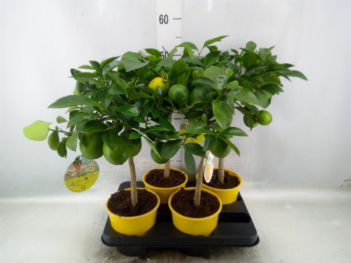 <h4>Citrus meyeri 'Meyer'</h4>