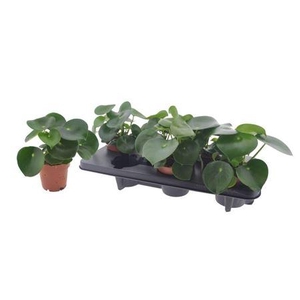 Pep Polybot Raindrop