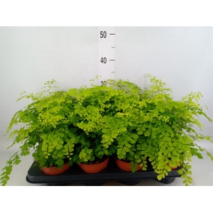Adiantum raddi. 'Fragrans'