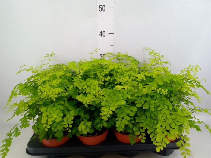 <h4>Adiantum raddi. 'Fragrans'</h4>