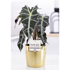 Alocasia Polly in P&PURE Laryssa ceramics shiny gold