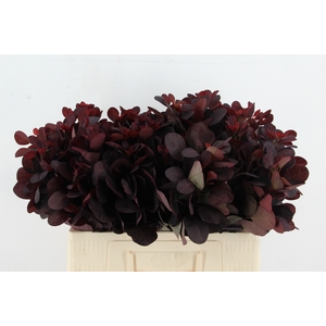 COTI C ROYAL PURPLE