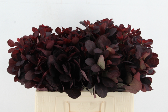 <h4>COTI C ROYAL PURPLE</h4>