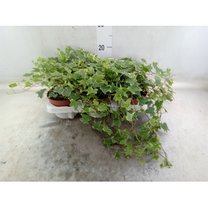Hedera helix 'Eva'