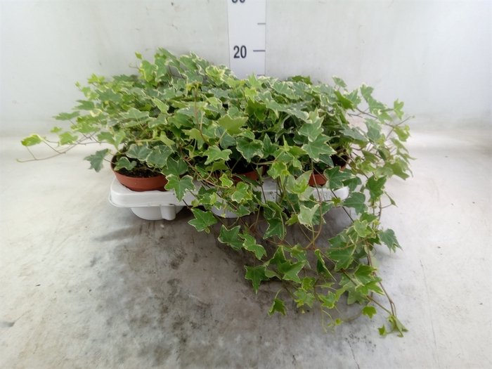 <h4>Hedera helix 'Eva'</h4>