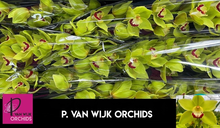 <h4>CYMB T GREEN CHOICE</h4>