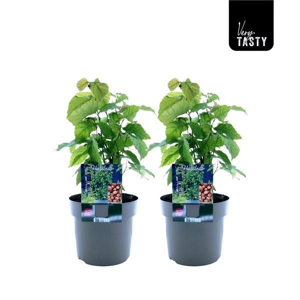<h4>Corylus Garibaldi</h4>