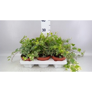 Hedera helix 'Eva'