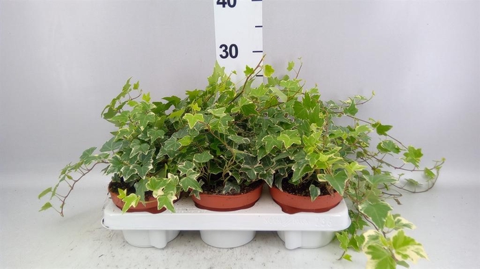 <h4>Hedera helix 'Eva'</h4>