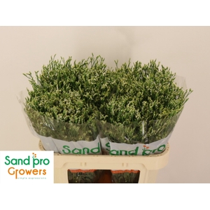 LIM SIN COOL DIAMOND