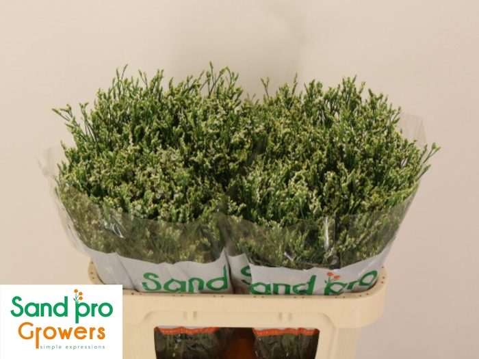 <h4>LIM SIN COOL DIAMOND</h4>