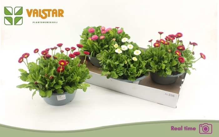 <h4>BELLIS P KL BEL GEM</h4>