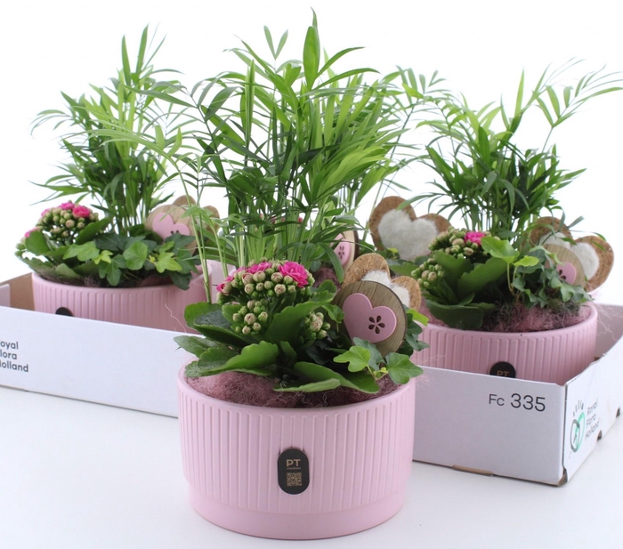 <h4>ARR KAMERPL</h4>