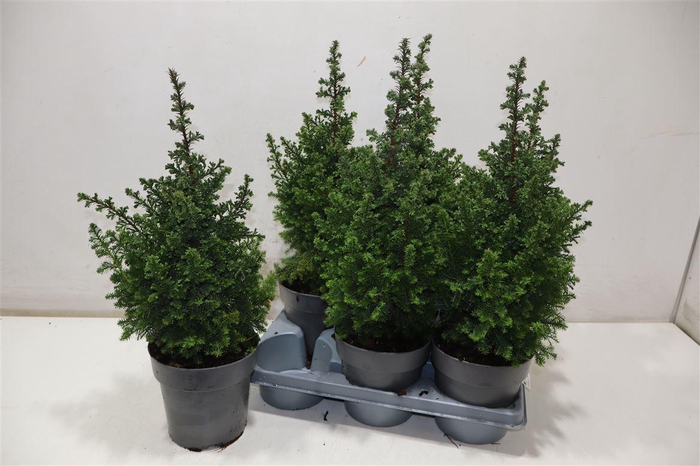 <h4>Cham Th Top Point</h4>