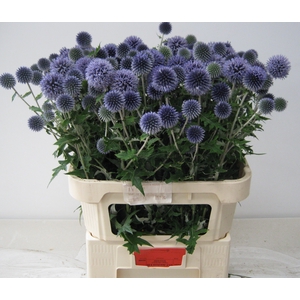 Echinops Blue Globe Akershoek