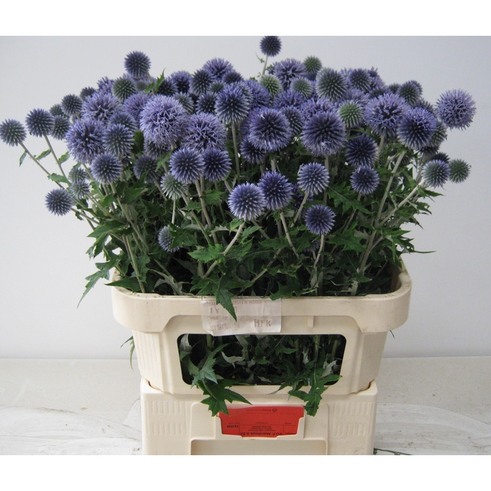 <h4>ECHIN BA BLUE GLOBE</h4>