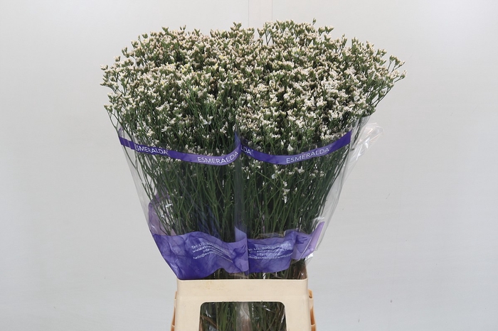 <h4>Limonium White Diamond</h4>