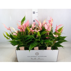 Anthurium andr. 'Lilli'