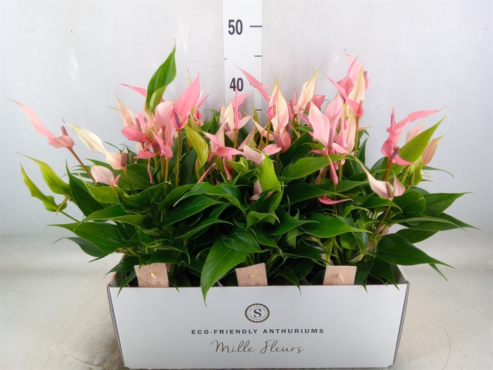 <h4>Anthurium andr. 'Lilli'</h4>