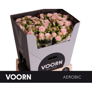 R Tr Aerobic Voorn