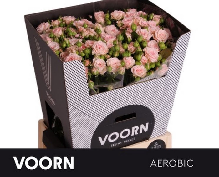 R Tr Aerobic Voorn