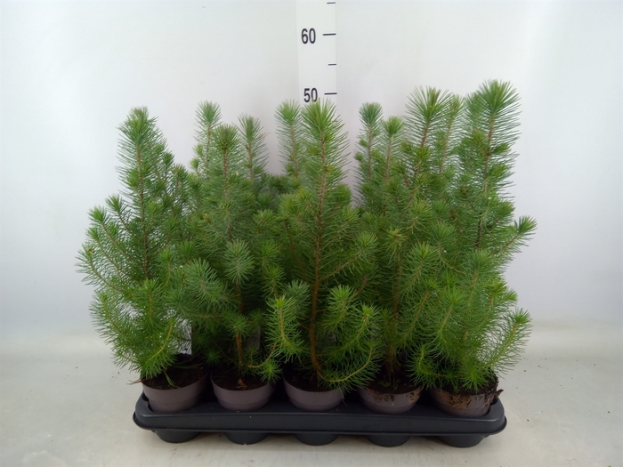 <h4>Pinus pinea 'Silver Crest'</h4>