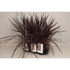 Cordyline australis Burgundy Spire