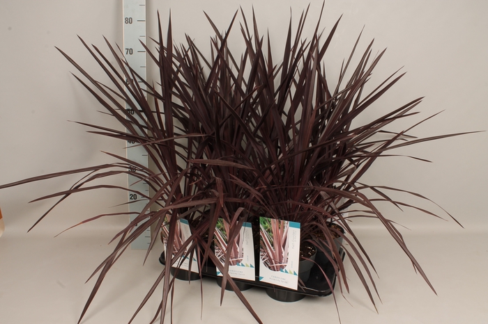<h4>Cordyline australis Burgundy Spire</h4>