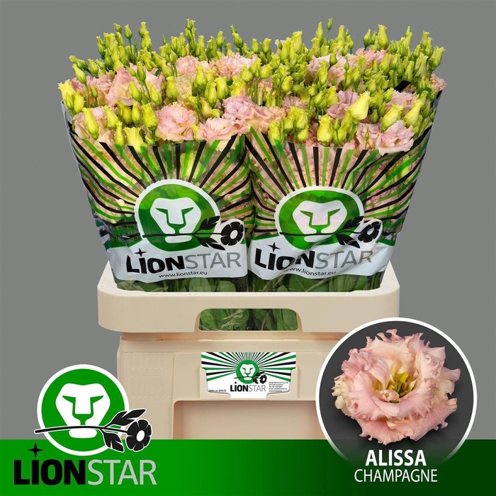 <h4>Eus G Alissa Champagne</h4>