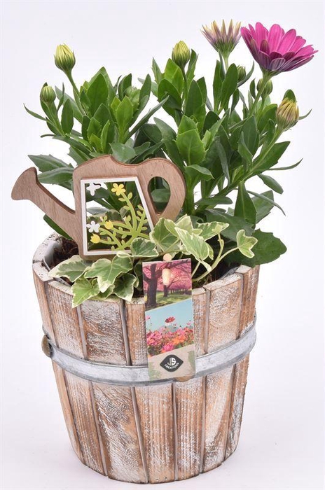 <h4>Hout pot 15cm</h4>